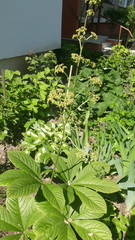 Rodgersia