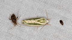 Earias huegeliana