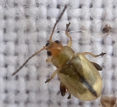 Aphthona lutescens