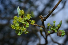 Lindera erythrocarpa