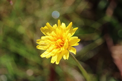 Microseris lanceolata