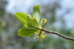 Lindera erythrocarpa