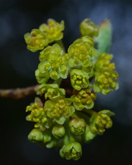 Lindera erythrocarpa