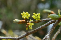 Lindera erythrocarpa