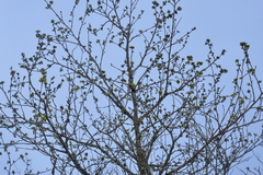 Lindera erythrocarpa