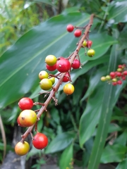 Alpinia intermedia