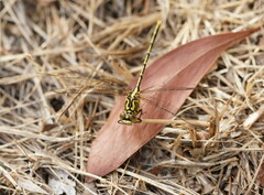Austrogomphus guerini