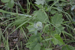 Clematis integrifolia