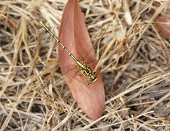Austrogomphus guerini
