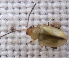 Aphthona lutescens