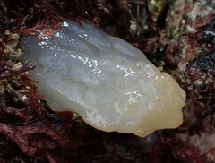 Phallusia mammillata