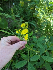 Crotalaria spectabilis