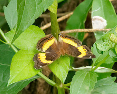 Junonia elgiva