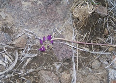 Allium acuminatum