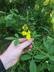 Crotalaria spectabilis