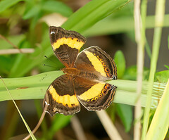 Junonia elgiva