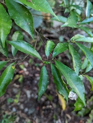 Ficus formosana