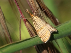 Chrysocramboides craterella