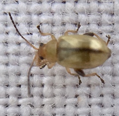 Aphthona lutescens
