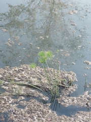 Cyperus prolifer