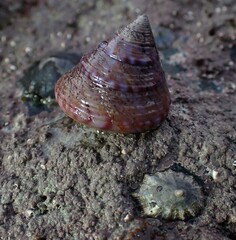 Calliostoma zizyphinum