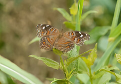 Junonia natalica natalica