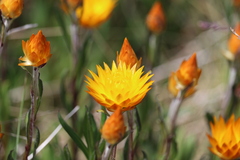 Xerochrysum subundulatum