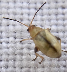Aphthona lutescens