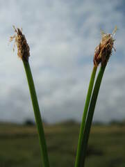 Eleocharis acicularis