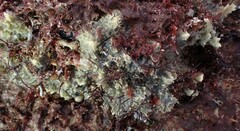 Halichondria panicea