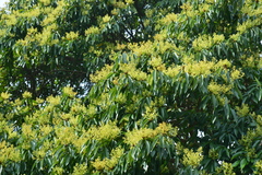 Machilus zuihoensis mushaensis