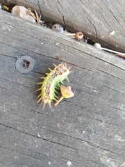 Doratifera quadriguttata