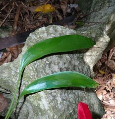 Antrophyum plantagineum