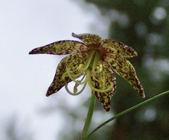 Fritillaria atropurpurea