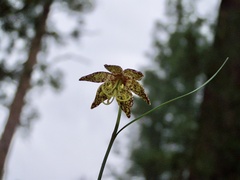 Fritillaria atropurpurea