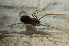 Scytodes fusca