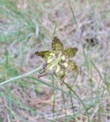 Fritillaria atropurpurea