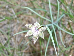 Fritillaria atropurpurea