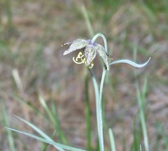 Fritillaria atropurpurea