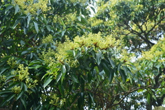 Machilus zuihoensis mushaensis