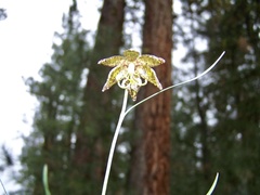 Fritillaria atropurpurea