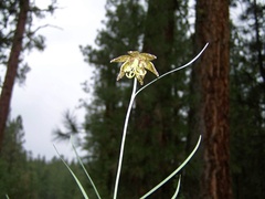 Fritillaria atropurpurea