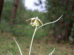 Fritillaria atropurpurea