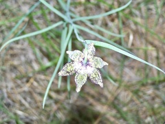 Fritillaria atropurpurea