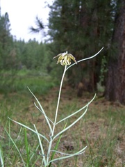 Fritillaria atropurpurea
