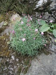 Dianthus gratianopolitanus