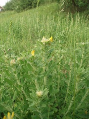 Chamaecytisus austriacus