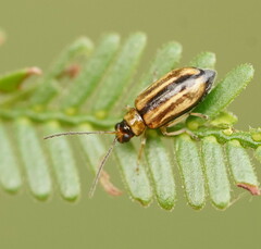 Monolepta subsuturalis