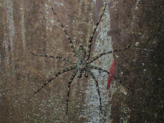 Pandercetes