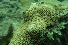 Palythoa caribaeorum